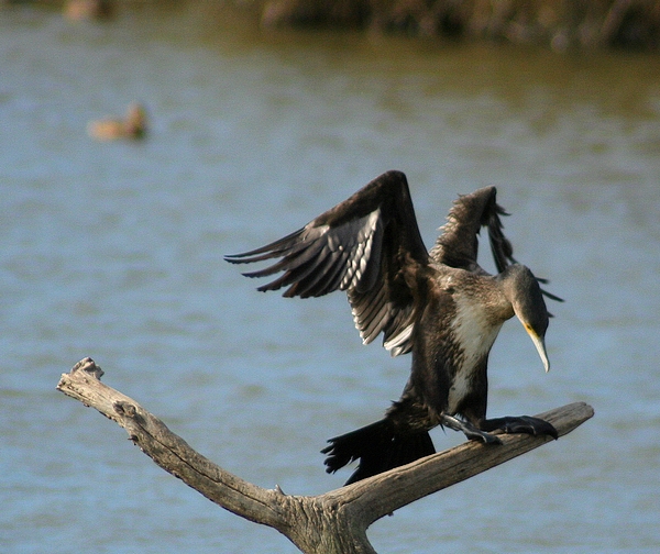 macchia grande e i suoi cormorani (almeno credo)